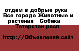 отдам в добрые руки - Все города Животные и растения » Собаки   . Татарстан респ.